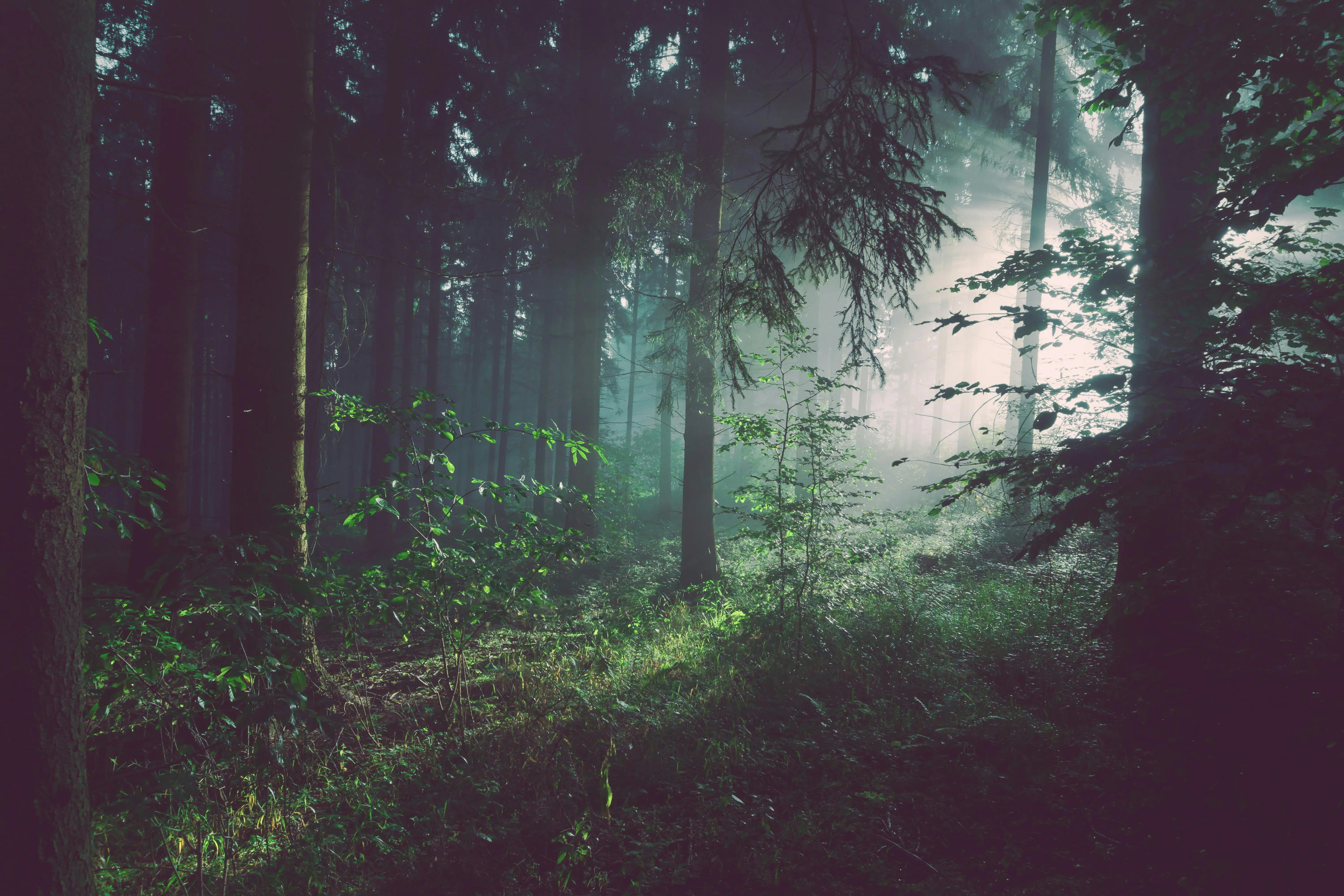 Forest bathing in pine forest